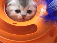 Silver shaded Scottish Fold baba şecereli