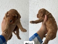 Ev ortamında büyüyen yavrular ırk ve sağlık garantili poodle