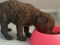 Poodle bebeklerimiz