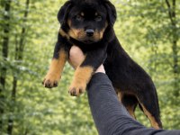 Üst Kalite Heybetli Rottweiler Yavrular