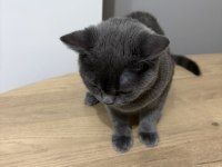 British shorthair 4 buçuk aylık oğlumuza yuva arıyoruz