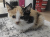 Eğitimli Minik Yavru Kedimiz Aksaray - Ücretsiz