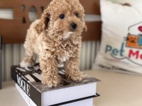 Petmode den Tea cup kore maltipoo yavrumuz