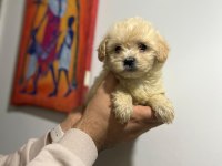 Her Renk Maltipoo Yavrumuzu Canlı Görebilirsiniz
