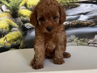 Çok Tatlı, Teacup Poodle Yavrusu