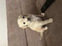 KÜÇÜK GOLDEN OĞLUMA İYİ BAKABİLECEK BİR YUVA ARIYORUM