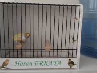 Erkek Goldian Finch