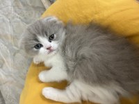 Bicolor dişi safkan lilac rengi scottish fold