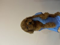 Irk ve sağlık garantili orjinal Kore poodle bebekler