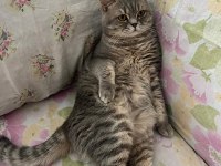 Orjinal british longhair erkek kedimiz