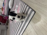 Dişi kısa bacak jack russell maskeli