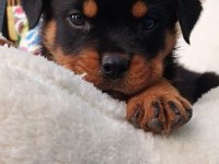 Tr nin en iddalı rottweiler yavruları (koca kafa)