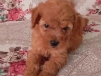 Poodle bebeklerim