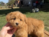 RED MALTİPO KIZIMIZ