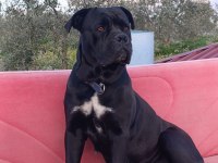 Safkan Cane Corso