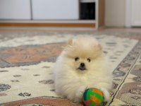 Olağanüstü güzellikte pomeranian