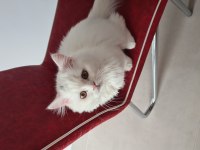 Güzel british longhair kızımız