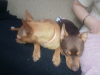 2 aylık dişi 1 numara pinscher yavru sahiplendirilecek