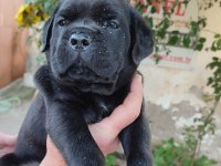 (SDK) çiftlikten cane corso yavrular
