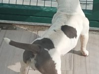 18 AYLIK DİŞİ EGZOTİK BULLY FRENCH BULLDOG ŞECERELİ