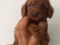 Birbirinden Güzel Poodle Yavruları