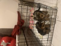 3 aylık dişi erkek 1 numara bebek yorkiler ev bakım