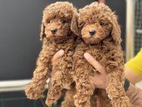 Petmode köpek çiftliğinde ziyarete açık toy poodle