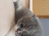 Muhteşem güzellikte scottish fold yavrularımız