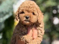 TOY POODLE SAF