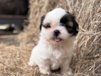 Shih Tzu Barbi