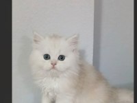 British longhair 35 günlük