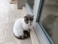 Ücretsiz kedimizi sahiplendirme