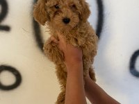 Toy poodle yavrularım orijinal