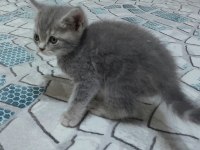 British shorthair