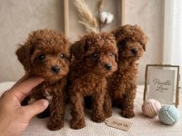 Mikro Boy Bebekler ve 4 Aylık Dişi DarkRed Toy Poodle