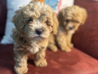 Show kalite maltipoo yavrularımız