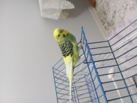 14 aylık erkek muhabbet kuşu