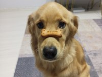 Bakımlı uysal bir dost golden retriever