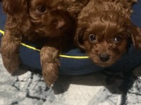 2 aylık dişi ve erkek poodle yavrularımız