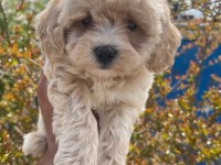 2 aylık erkek maltipoo
