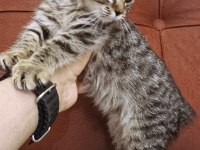 British longhair kırması kedimiz