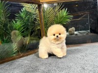 HARİKA YÜZ YAPISINA SAHİP POMERANİAN BOO YAVRULARIMIZ