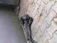 70 günlük dişi blue ve siyah cane corso yavrular