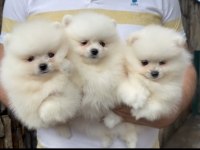 2 Erkek 1 Dişi Pomeranian