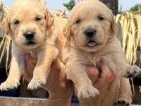 Golden retriever yavrularımız