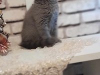 75 günlük scottish fold