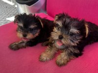 Yorkshire terrier bebek teacup