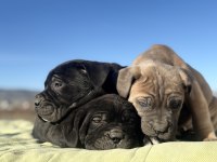 Dev Cane Corso Yavrularımız