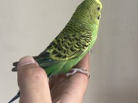 BEBEK MUHABBET KUŞU YENİ YEME DÜŞMÜŞ