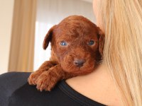 Red Toy Poodle